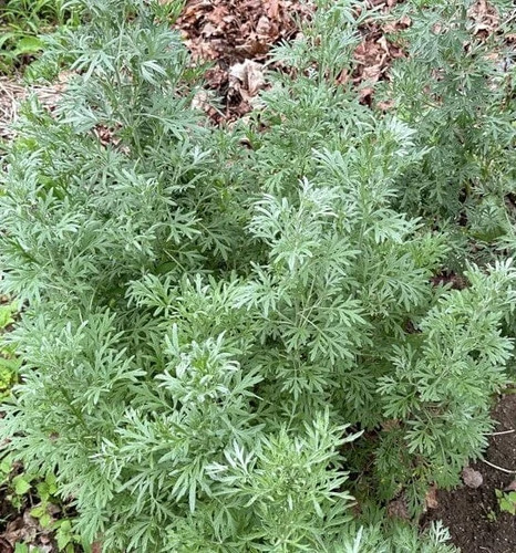 1000 wormwood seeds artemisia - 1000+,